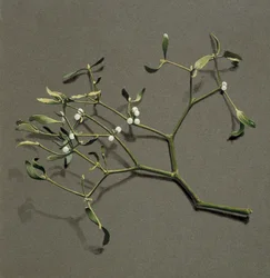 Viscum album L Mistletoe, c1870-1920