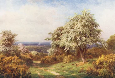 The Pride of Spring, Newlands Corner
