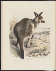 Mammals of Australia: The Kangaroo