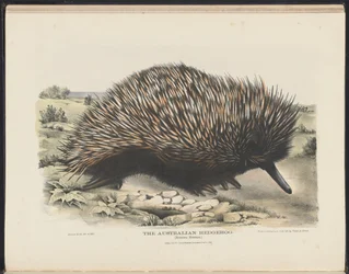 Mammals of Australia: The Australian Hedgehog