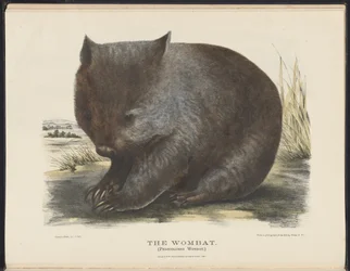 Mammals of Australia: The Wombat