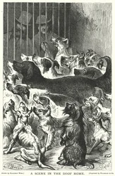 A Scene in the Dogs Home