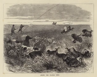 Among the Prairie Hens