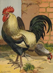 Coloured Dorkings