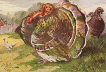 Enraged Turkey Cock