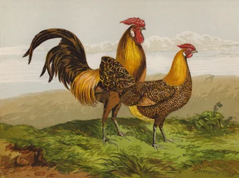 Golden-Pencilled Hamburghs
