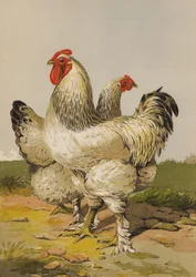 Light Brahmas