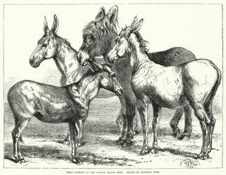 Prize Donkeys at the Crystal Palace Show