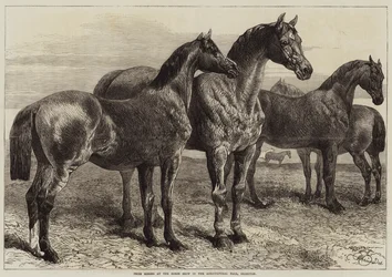 Prize Horses at the Horse Show in the Agricultural Hall, Islington