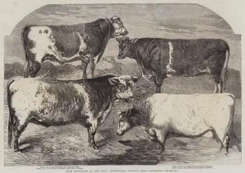 Prize Shorthorns at the Royal Agricultural Society