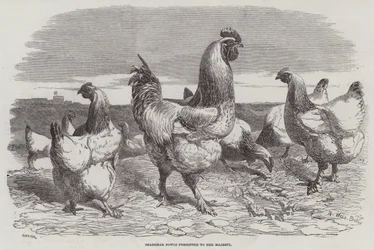 Shanghae Fowls presented to Her Majesty