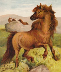 Shetland Ponies