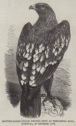 Spotted Eagle shot at Trebartha Hall, Cornwall, in December Last