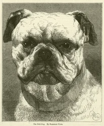 The Bull-Dog