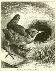The Wren
