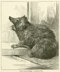 Timothy, our pet Hedgehog