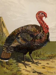 Turkey