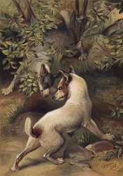 Two dogs trying to reach a pool of water to drink