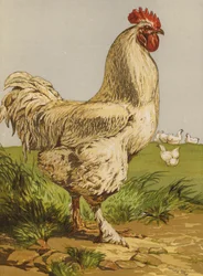 White Cochin Cock