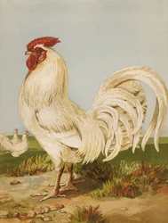 White Dorking