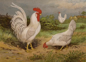 White Leghorns