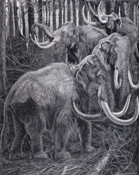 Mammoths