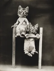 Kitties Series: Exercising, c.1914