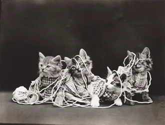 Kitties Series: Tangled in Yarn, c.1914