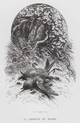 The Insect: Insects at Work