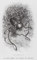 The Insect: The Insect, the Agent of Nature