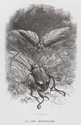 The Insect: The Microscope