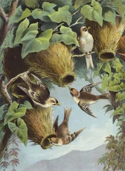 Weaver Bird