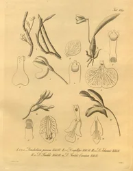 This file comes from the Biodiversity Heritage Library, and is available online at biodiversitylibrary.org/page/698365