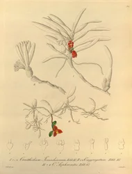 Biodiversity Heritage Library Image