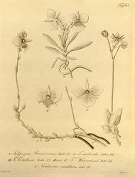 Biodiversity Heritage Library File