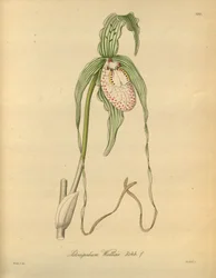 This file comes from the Biodiversity Heritage Library, and is available online at biodiversitylibrary.org/page/698377