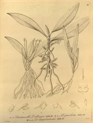 This File Comes from the Biodiversity Heritage Library