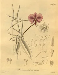 This File Comes from the Biodiversity Heritage Library