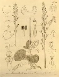 Biodiversity Heritage Library File
