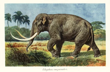 Columbian mammoth, extinct species of mammoth, Pleistocene