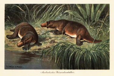 Duck-billed platypus, Ornithorhynchus anatinus, on a river bank