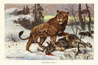 Eurasian cave lion, Panthera spelaea