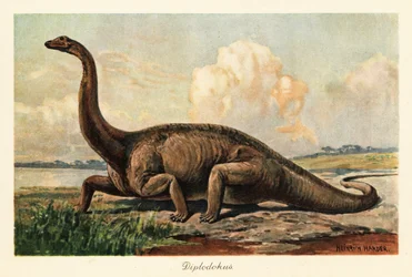 Extinct Diplodocus Longus on the Plains