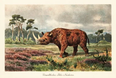 Extinct Woolly Rhinoceros on the Steppes