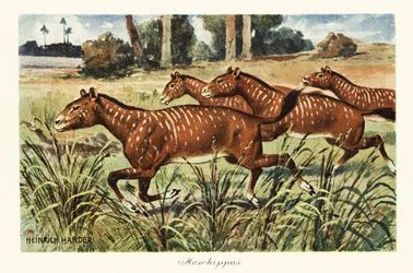 Mesohippus, extinct genus of early horse, 1908