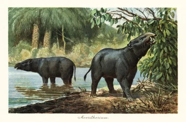 Moeritherium, extinct genus of proboscidean of the Eocene