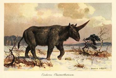 Siberian Unicorn, Elasmotherium Sibiricum, on a Snowy Plain