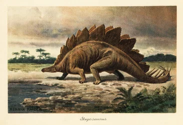 Stegosaurus Armatus of the Late Jurassic