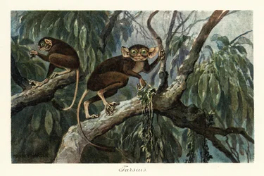 Tarsius, haplorrhine primate genus of tarsiers