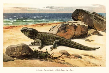 Vulnerable tuatara, Sphenodon punctatus, on the shore